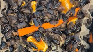Feeding Thousands of Breeder Dubia Roaches|Watch Them Destroy Their Meal! (Time lapsed) #reptiles