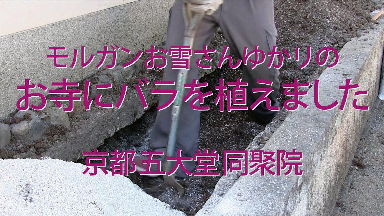 京都東山東福寺五大堂同聚院 バラのユキサンと日本のシンデレラ モルガンお雪さん Youtube