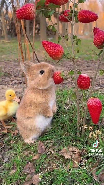 Bunny eating strawberries with duck