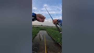 Câu cá sông tự nhiên, bè câu 50k tại Yên Phong, Bắc Ninh