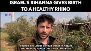 Israels Rihanna Gives Birth To A Healthy Rhino