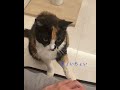 【気まぐれな三毛猫】#三毛猫　#猫のいる生活 #猫　#保護猫 #猫のいる暮らし