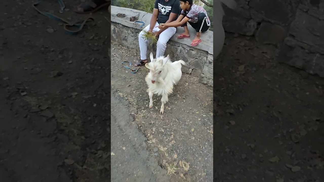 👑BALKHA👑 ! Bantam Goat For Sale