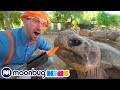 Blippi visita un zoolgico  vdeos educativos  blippiespanol  moonbug kids en espaol