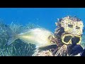 Pesca Sub: PRINCIPIANTI ALLA RISCOSSA💪: CAP. 1°- APPROCCIO E STRATEGIA - Spearfishing Techniques