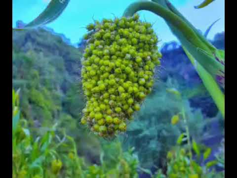 أخضر جهيش مليان حلا عديني بكر غبش شفته الصباح بعيني 