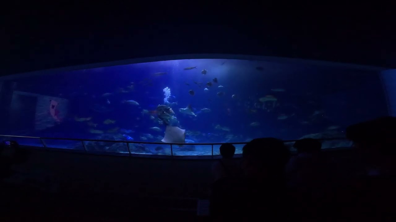 屏東海生館餵食秀