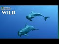 Dolphin Mom Adopts a Calf From a Different Species | Nat Geo Wild