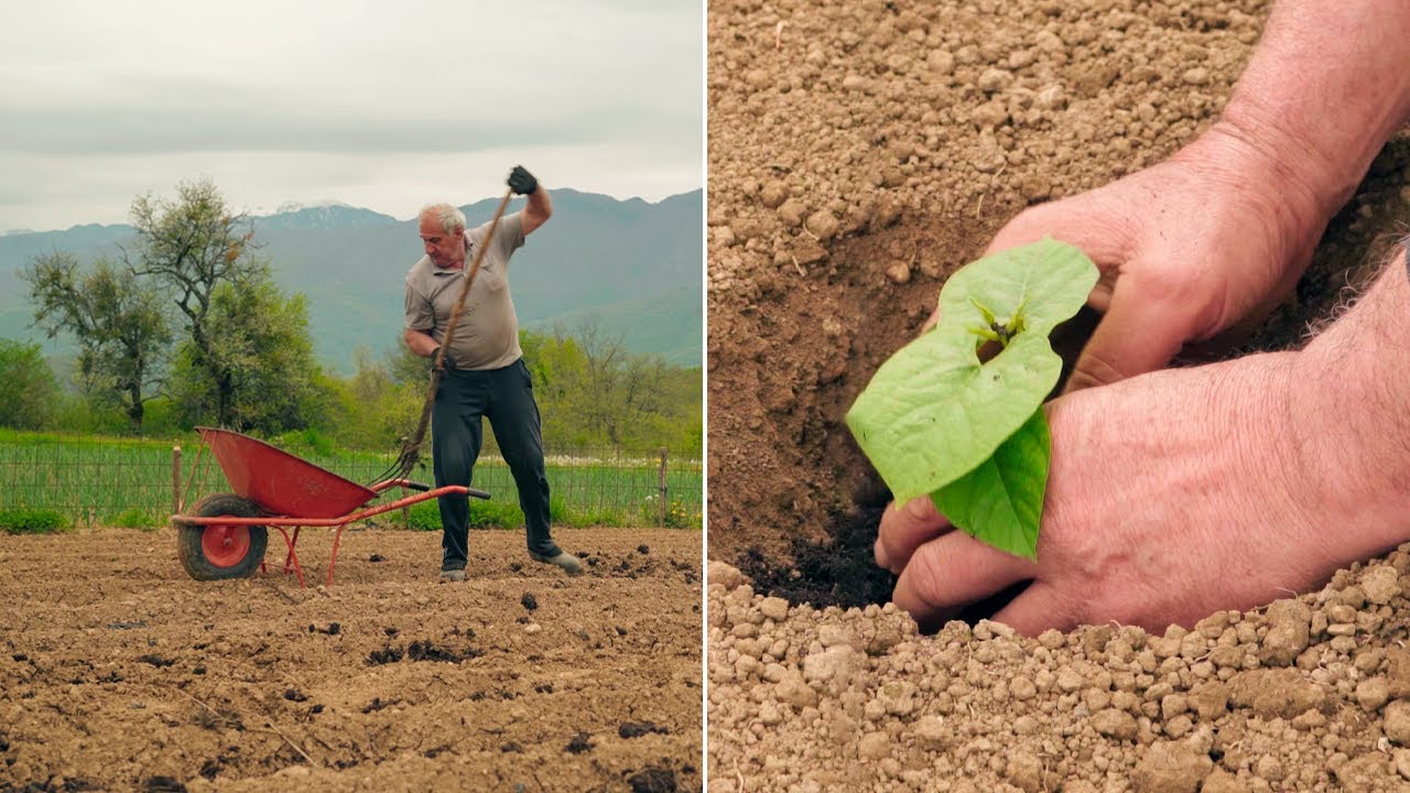 Plodne puste njive: Rijetki još siju u Goranima kod Konjica