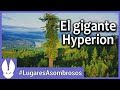 Lugares asombrosos: El secreto del árbol más alto del mundo