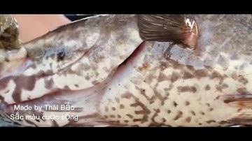 Câu cá lóc. U Minh Thượng tập 4. Niềm đam mê của tôi