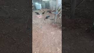 Naaga naalu peru#trending #birds #chicks #assel #hen #roosterfarm #nattukozhivalarpu #pets