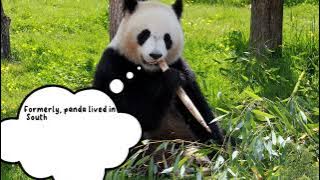 Report Text 'Panda'/ Karya akhir Bahasa Inggris