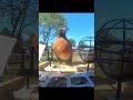 #birds #animals #cute #cuteanimal #birdwatching #birdsounds #birdfy #birdsounds #featured #trending