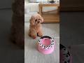 猫ちゃん用の知育玩具を見せてみた‼️#dog #funny