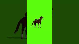Horse Green Screen