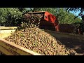 Walnuts Planting And Harvesting Process - Modern Cultivation Technology - Walnut Processing Plant!