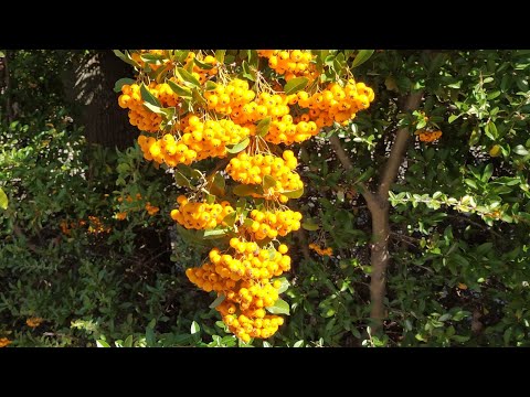 Video: Racimos Brillantes De Pyracantha