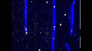 Molecular motor proteins walking