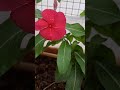 Beautiful Rose Flowers #plants#roseflower#homegarden#terracegarden#shortviral