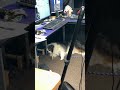 QA supervisor needed a break #rednekbuilds