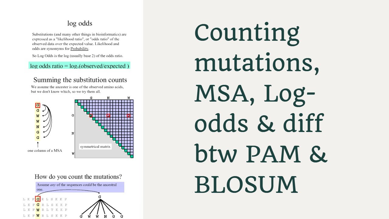 Counting Mutations Log Odd Ratios Differences Between Pam Blosum Explained Bioinformatics Youtube Counting Mutations Log Odd Ratios Differences Between Pam Blosum Explained Bioinformatics Youtube