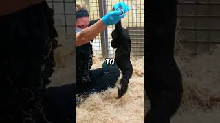 This Gorilla did something unexpected 🥺 #gorilla #wholesomemoments #babygorilla #animalrescue