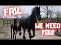 Making a new foal. We need you Richtsje! Friesian Horses