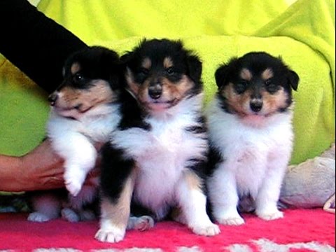 tri coloured border collie puppy