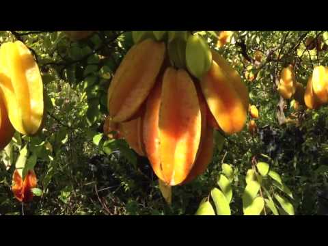 Video: ¿Qué es una manzana estrella? Aprenda sobre el cultivo del árbol Cainito