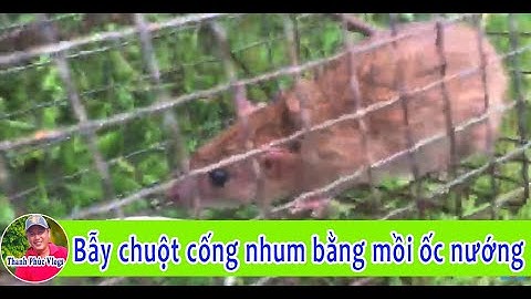 Bẫy chuột cống nhum bằng mồi ốc nướng và cái kết dính hàng khủng | Thanh Phúc Vlogs