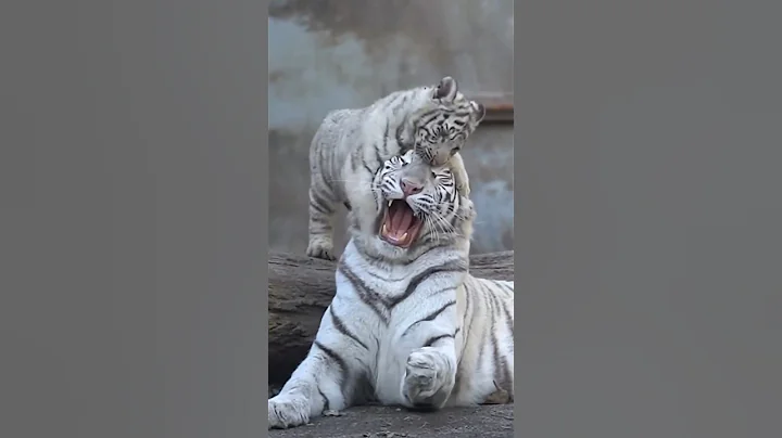 Video 8917061: big house cats