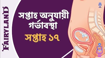 গর্ভাবস্থার সতেরো তম সপ্তাহ | সপ্তাহ অনুযায়ী গর্ভাবস্থা | সপ্তাহ ১৭