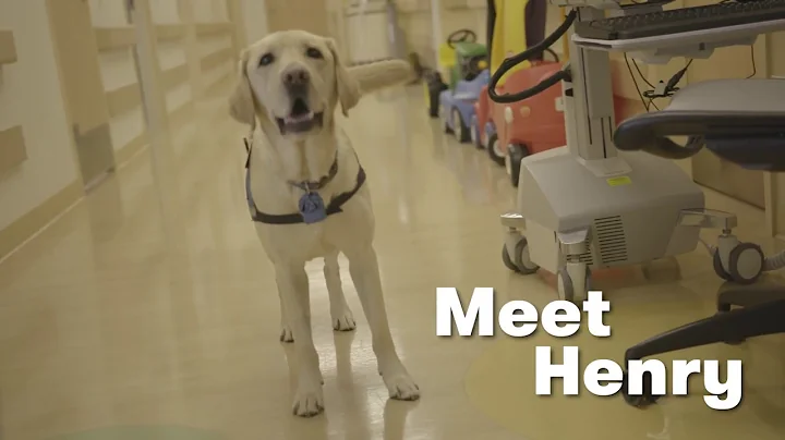 Meet Henry, a Canine Companions facility dog at Su...