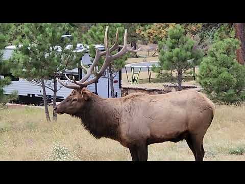 Bugle and chuckle. Bull elk