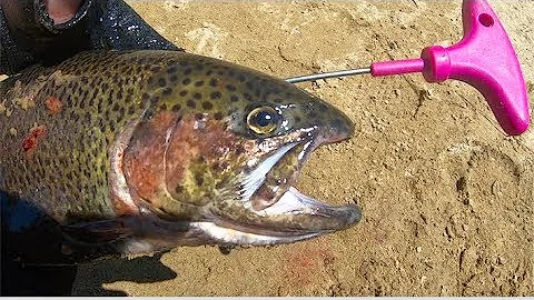 [IKEJIME] The Most Humane Way of Killing a Fish. Ikejime (Ike Jime) on Rainbow Trouts!
