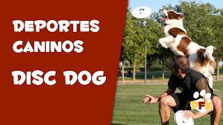 DISC DOG MEJORA LA RELACIÓN CON TU PERRO - PETS FAMILY KIDS