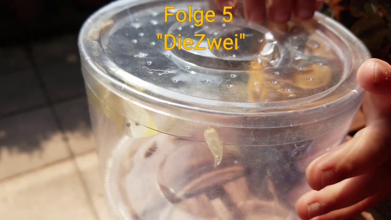 faltering fullback #5 Kleiner Kohlweißling von der Raupe zum Schmetterling Metamorphose Beobachtung) Folge:5 