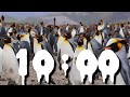 Penguin Timer 10 Minutes Of Chill Vibes And Playful Penguins 