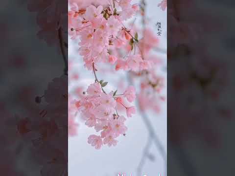 تصميم صور ورد جميل