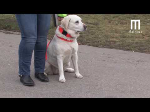 Video: Jsou Psi Opravdu Barevně Slepí?