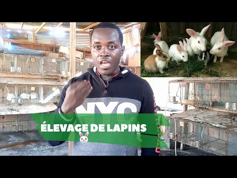 Vidéo: Comment Commencer à élever Des Lapins