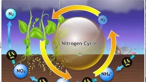 CBSE Class 9 Science, Natural Resources -2, Biogeochemical Cycles