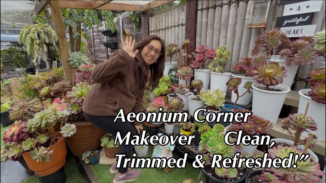 Aeonium Corner:Dead leaves out,Fresh Soil in!Aeonium Corner Glow -Up