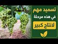 أهم تسميد للعنب في هذه المرحلة بعد الازهار مباشرة السر وراء إنتاج وفير وجودة عالية