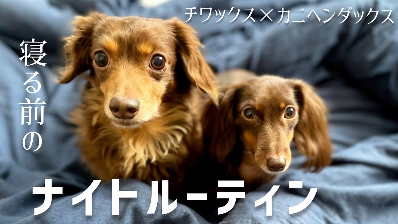 チワックスとカニンヘンダックス寝る前の 犬のナイトルーティン 犬と暮らす Youtube チワックスとカニンヘンダックス寝る前の 犬のナイトルーティン 犬と暮らす Youtube