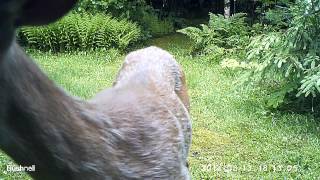 Deer nose to camera by Peter Hurley 234 views 9 years ago 31 seconds