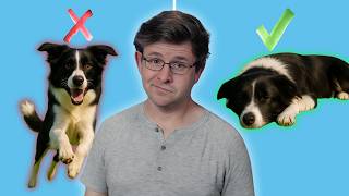 Famous Stop the Zoomies – Teach Calm on Cue Profile