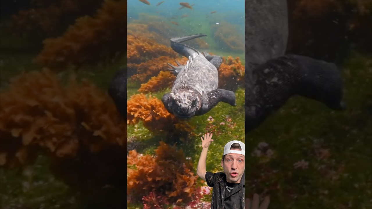 The Galapagos Marine Iguana is just DIFFERENT