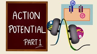 Action Potential | Part 1 | Ionic Basics | Nerve Muscle Physiology